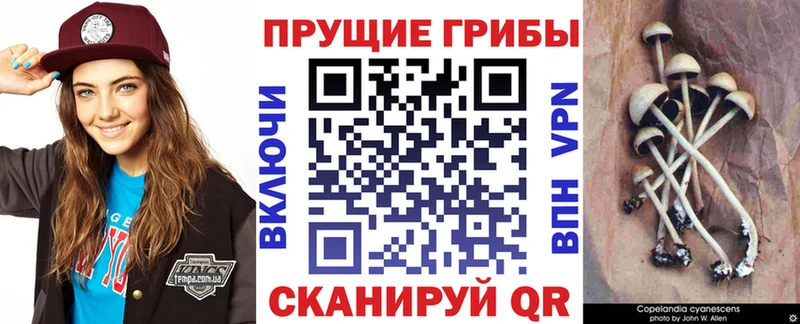 Купить  Нестеровская  Галлюциногенные грибы GOLDEN TEACHER 